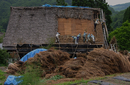 五箇山の屋根葺きの様子