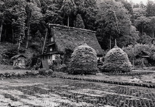 屋根葺きを待つニュウの写真