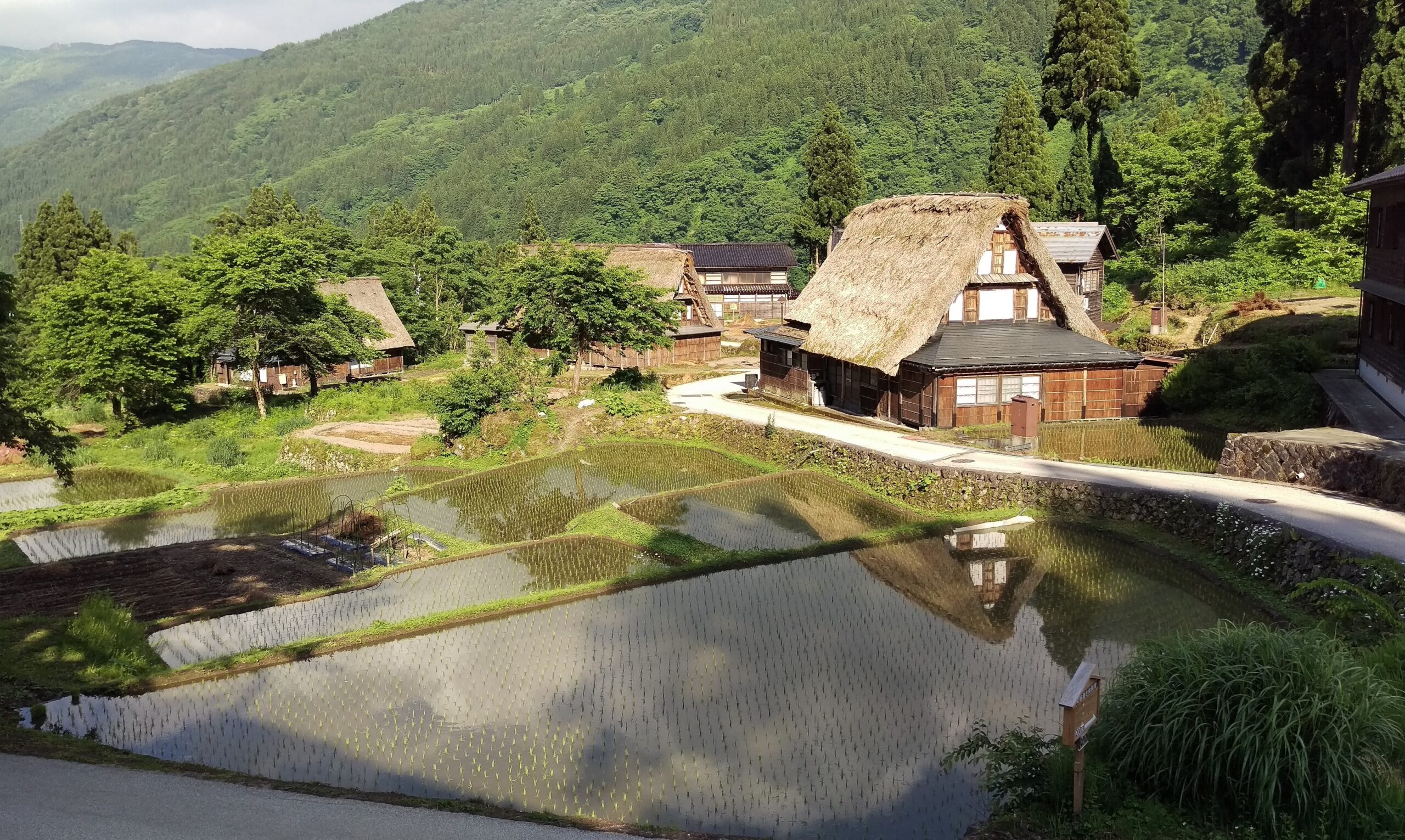 五箇山相倉集落の水田