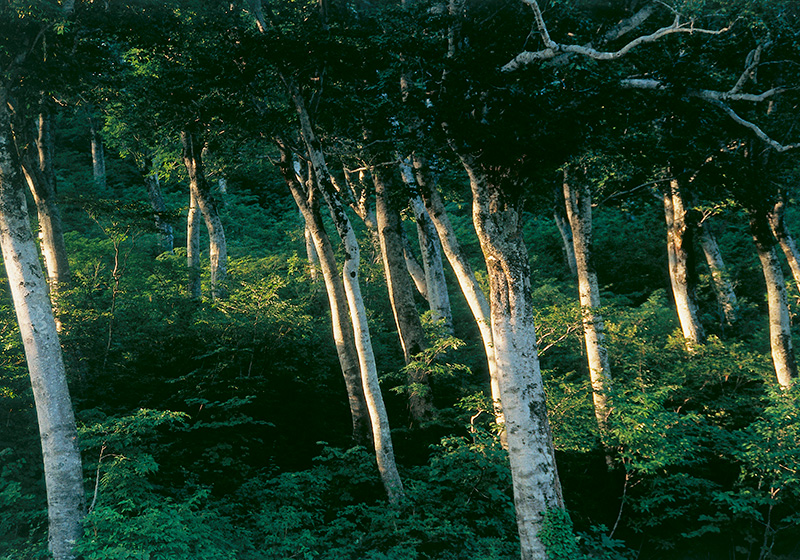 大白川の写真②