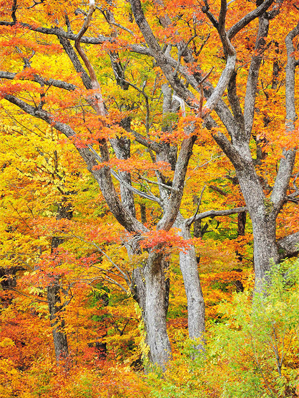 大白川の写真③